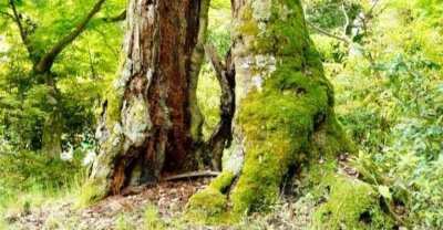 『悠々と急げ』 | 社長コラム「一期一会」