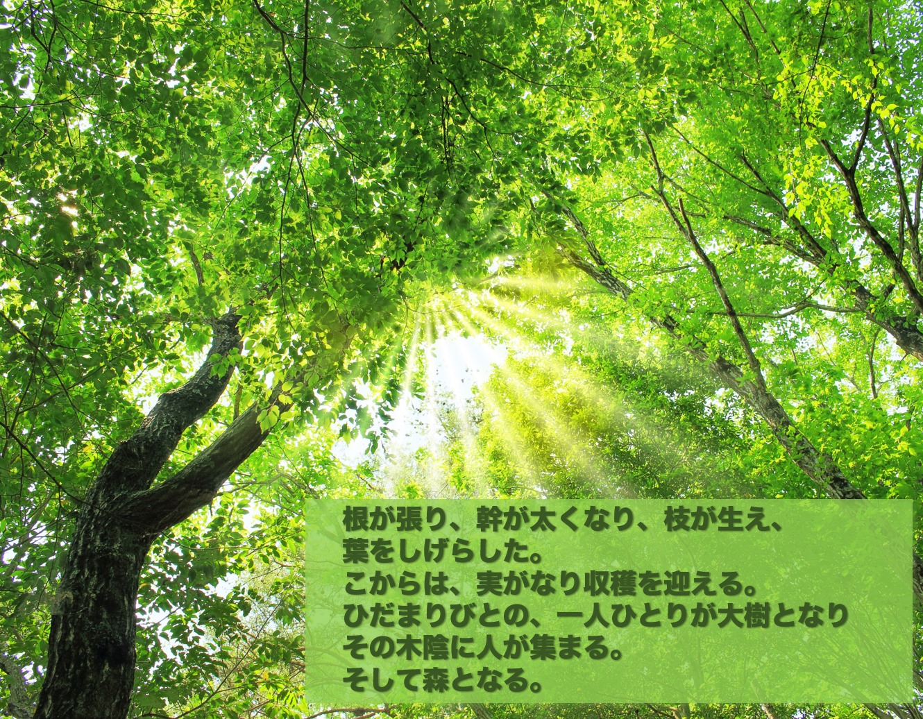 『ひだまり人が大樹となる』 | 社長コラム「一期一会」