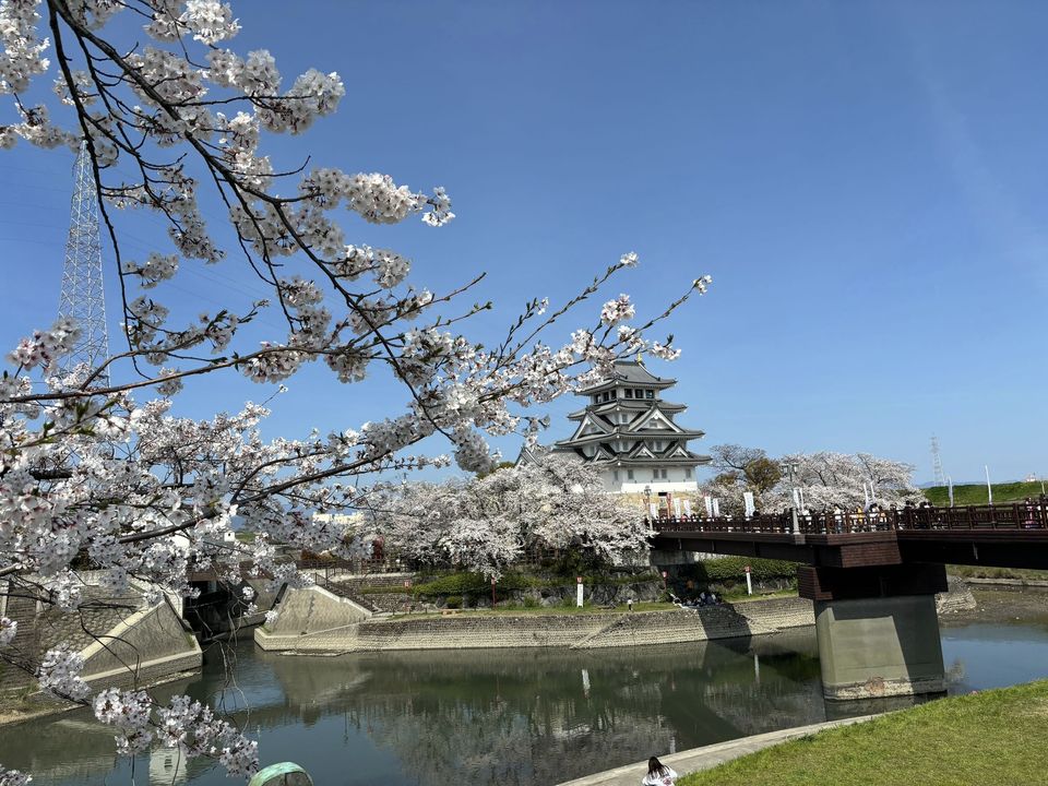 『百桜繚乱』 | 社長コラム「一期一会」