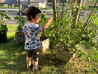 家を建てると叶う暮らしの楽しみ ― 家族で楽しむ小さな家庭菜園 | スタッフ　ブログ